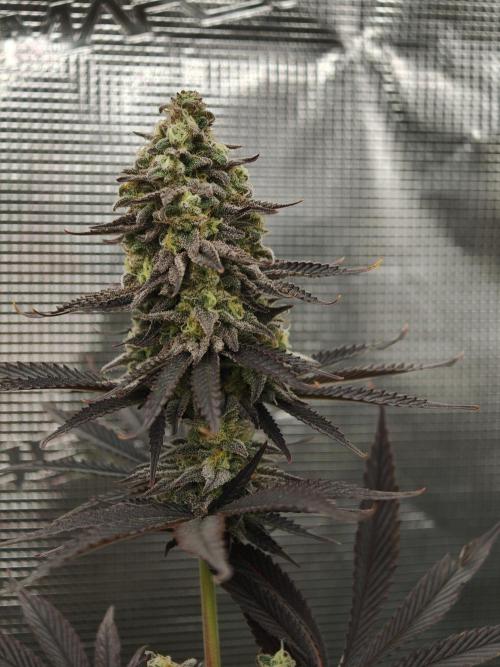 Purple Overload OSS. Week 13