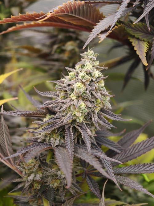 Purple Overload OSS. Week 13