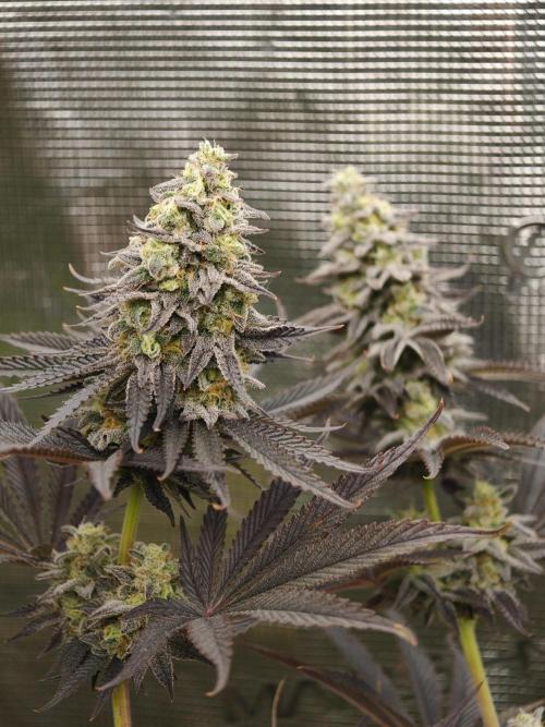 Purple Overload OSS. Week 13