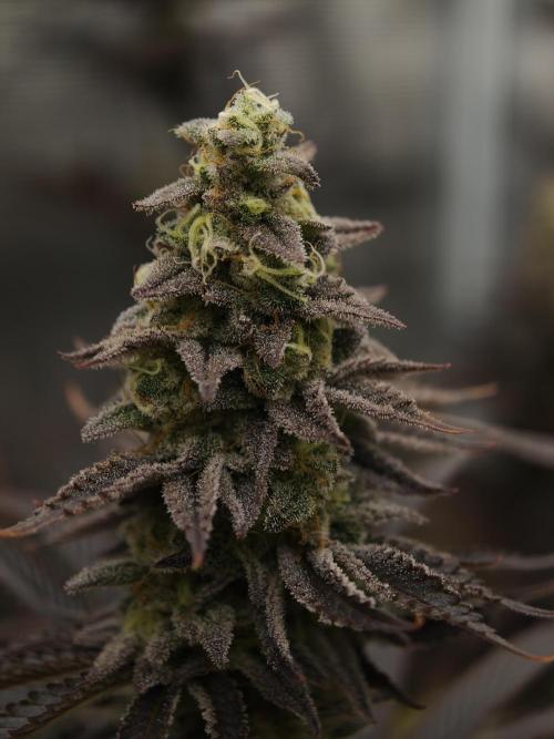 Purple Overload OSS. Week 13