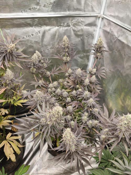 Purple Overload OSS. Week 13