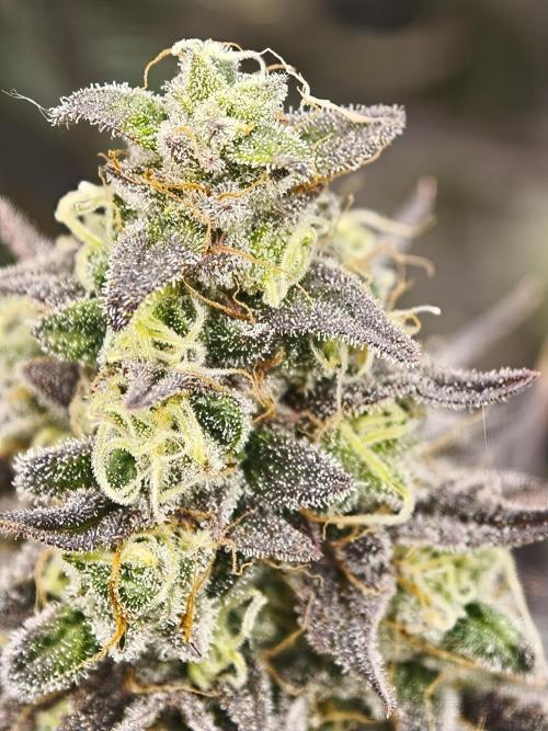 Purple Overload OSS. Week 13