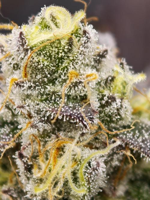 Purple Overload OSS. Week 13