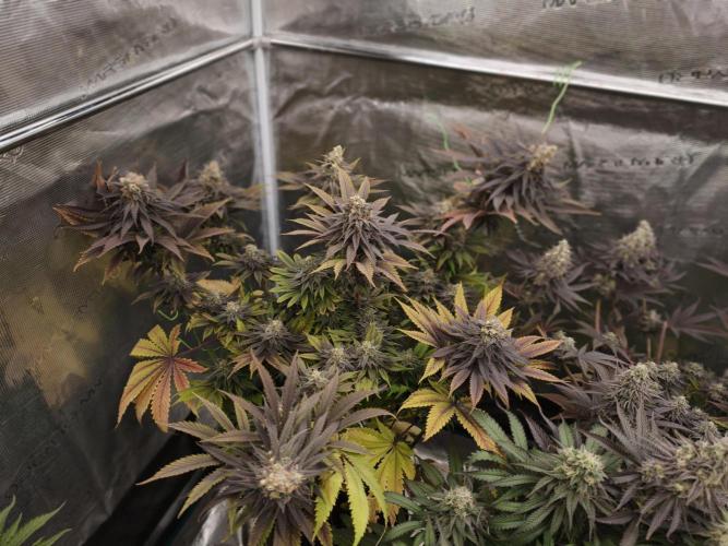 Banana Fumes OSS. Week 11