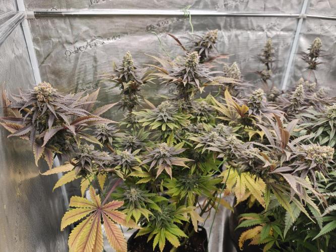 Banana Fumes OSS. Week 11