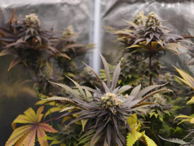 Banana Fumes OSS. Week 11