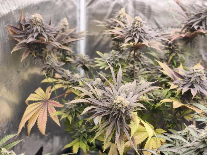 Banana Fumes OSS. Week 11