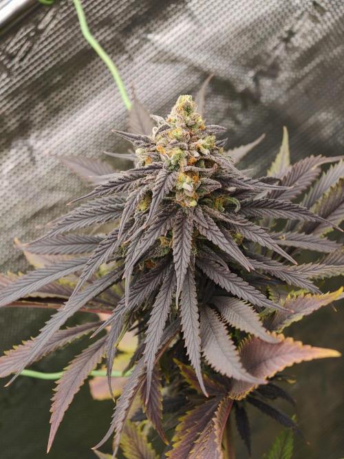 Banana Fumes OSS. Week 11