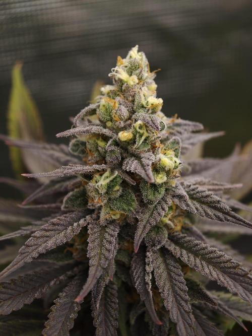 Banana Fumes OSS. Week 11