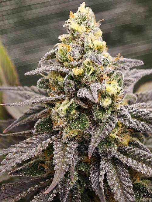 Banana Fumes OSS. Week 11