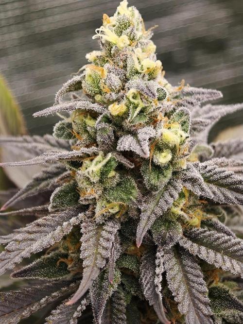 Banana Fumes OSS. Week 11