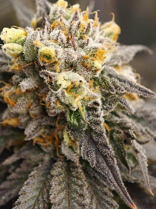 Banana Fumes OSS. Week 11