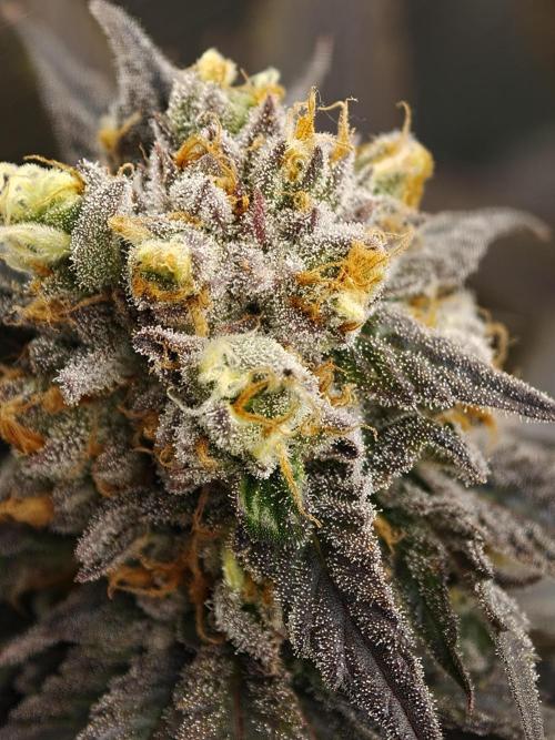 Banana Fumes OSS. Week 11