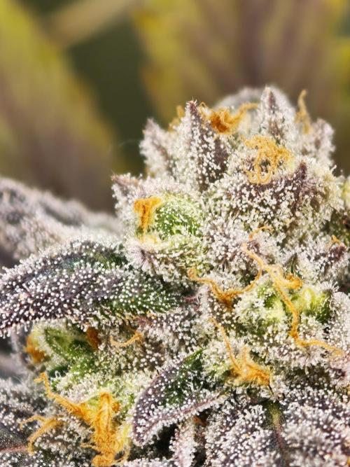 Banana Fumes OSS. Week 11