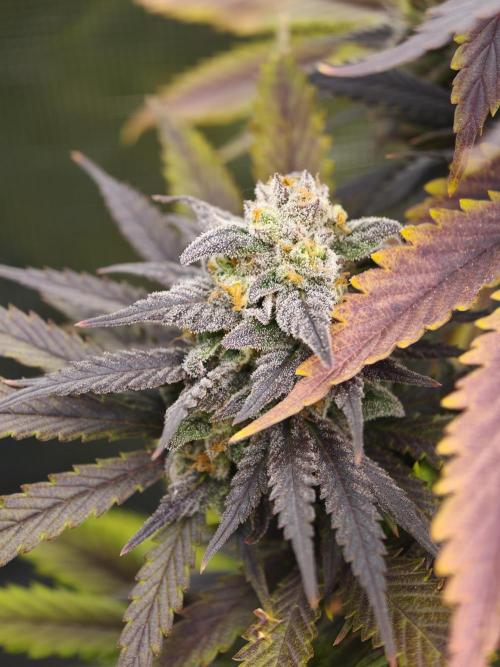 Banana Fumes OSS. Week 11