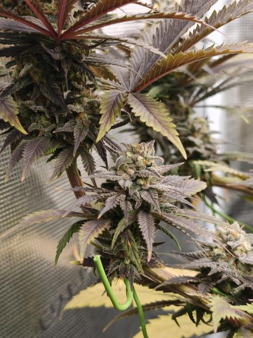 Banana Fumes OSS. Week 11