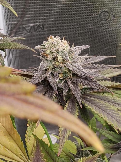 Banana Fumes OSS. Week 11