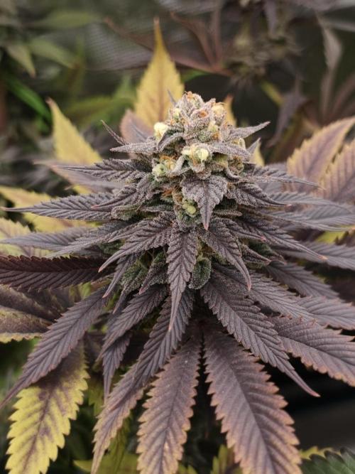 Banana Fumes OSS. Week 11