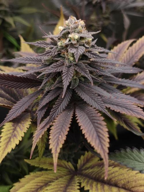 Banana Fumes OSS. Week 11