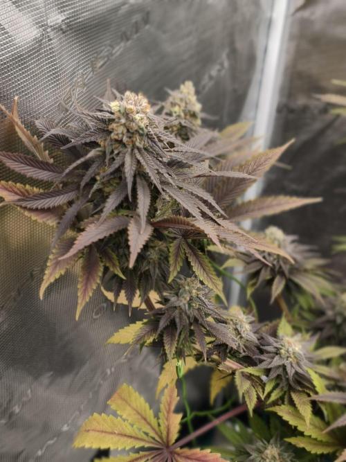 Banana Fumes OSS. Week 11