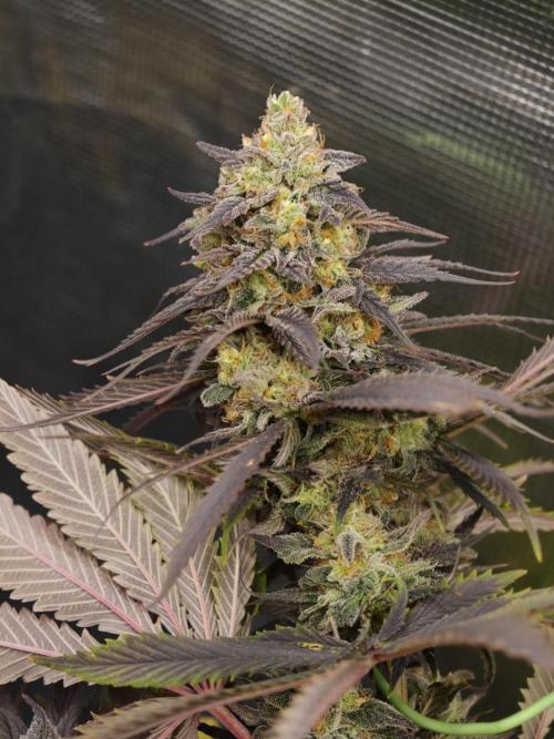 Banana Fumes OSS. Week 11