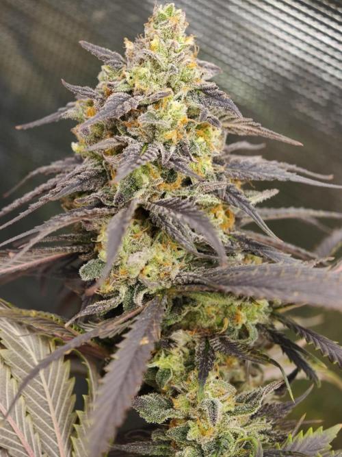 Banana Fumes OSS. Week 11