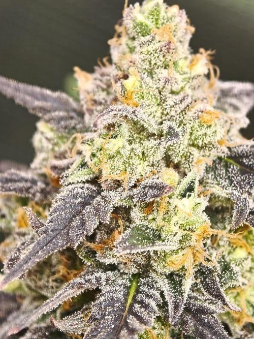 Banana Fumes OSS. Week 11