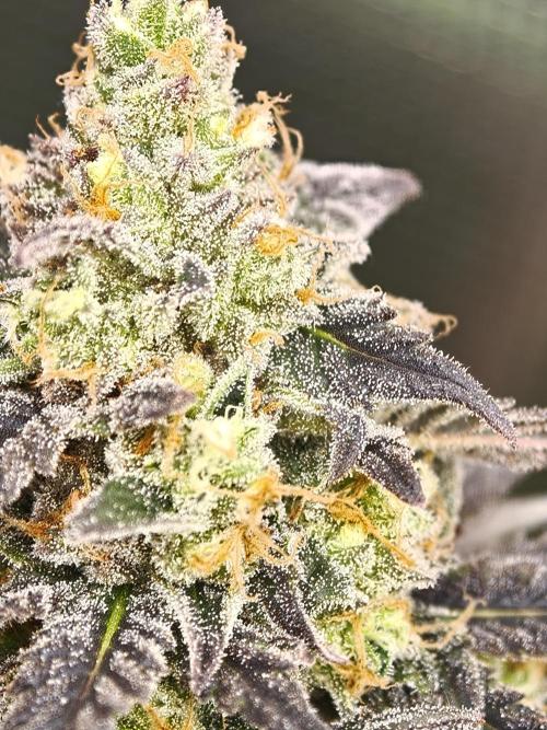 Banana Fumes OSS. Week 11