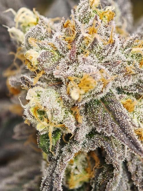 Banana Fumes OSS. Week 11