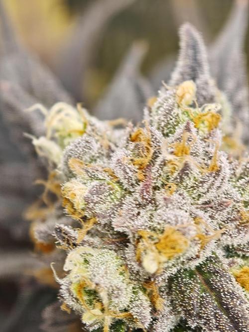 Banana Fumes OSS. Week 11