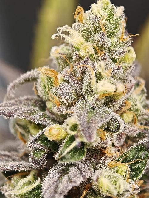 Banana Fumes OSS. Week 11