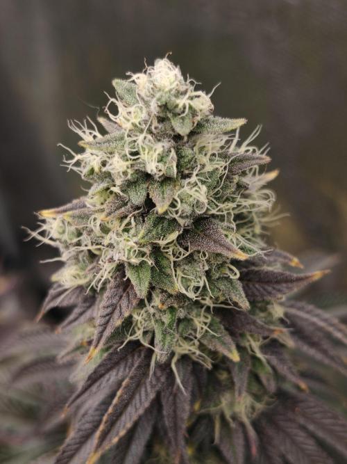 Polar Gelato SS. Week 13