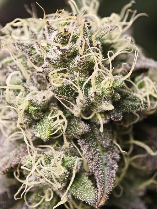 Polar Gelato SS. Week 13