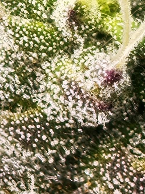 Polar Gelato SS. Week 13