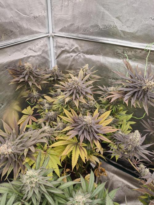 Banana Fumes OSS. Week 11