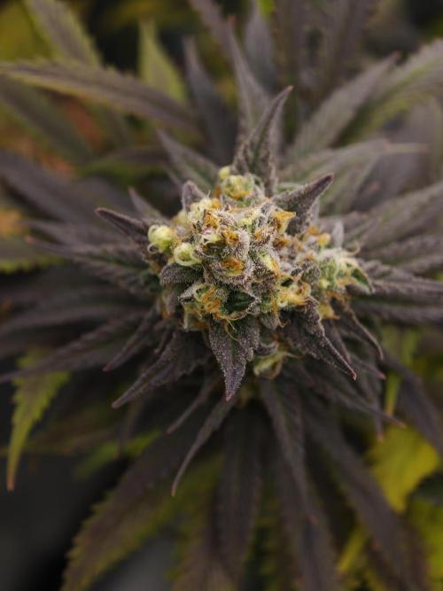 Banana Fumes OSS. Week 11