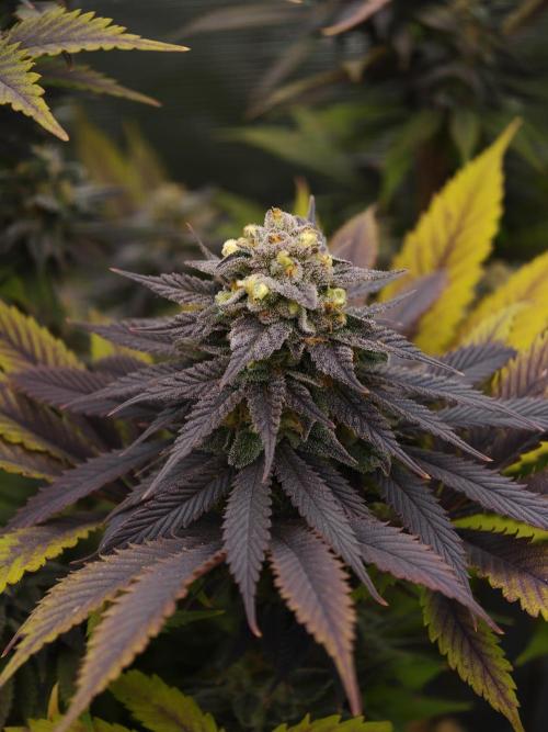 Banana Fumes OSS. Week 11