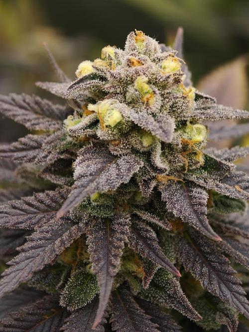 Banana Fumes OSS. Week 11