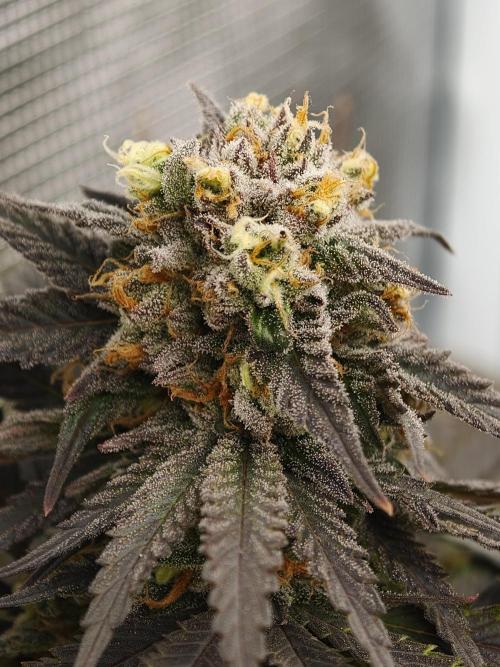 Banana Fumes OSS. Week 11