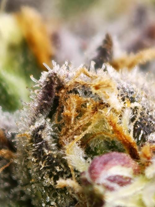 Banana Fumes OSS. Week 11