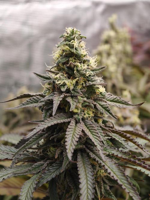 Papaya Stank OSS. Week 14