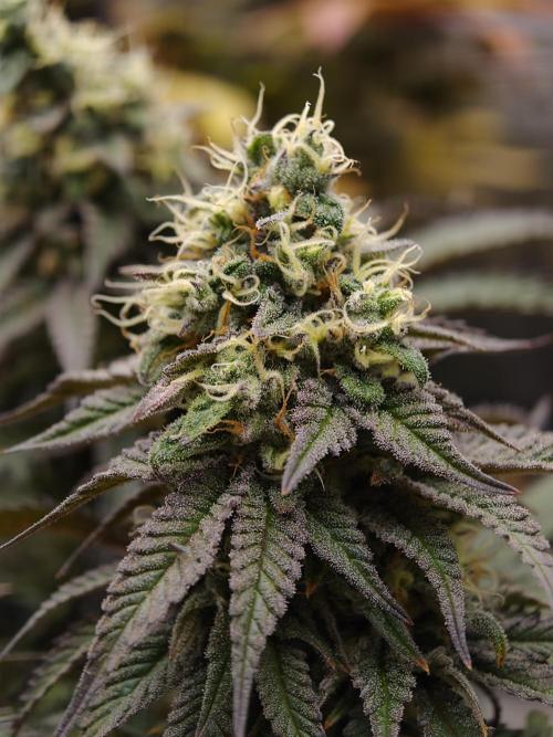 Papaya Stank OSS. Week 14