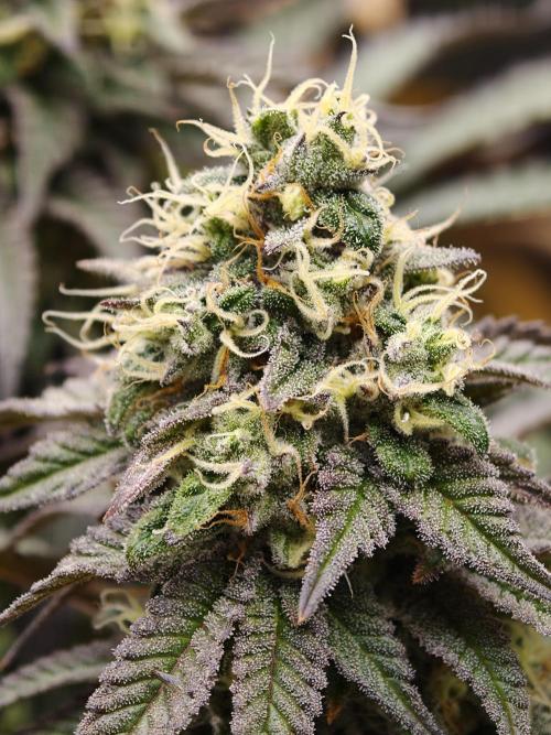 Papaya Stank OSS. Week 14