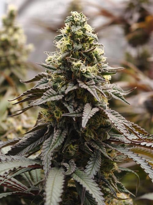 Papaya Stank OSS. Week 14