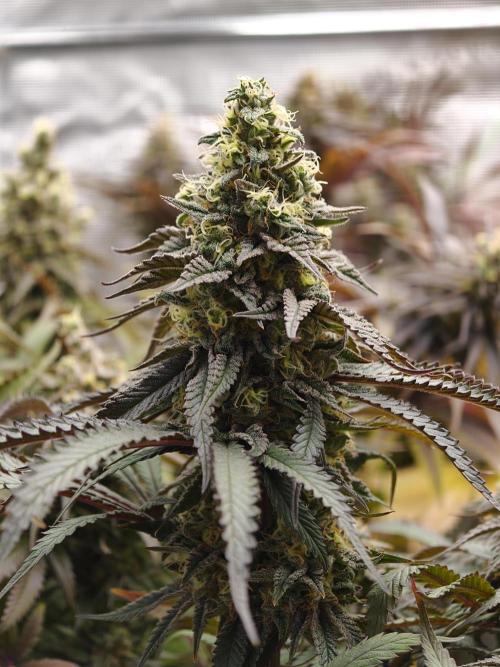 Papaya Stank OSS. Week 14