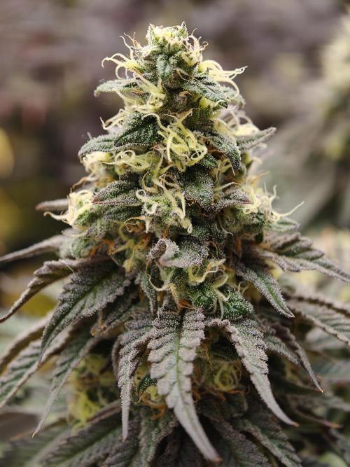 Papaya Stank OSS. Week 14