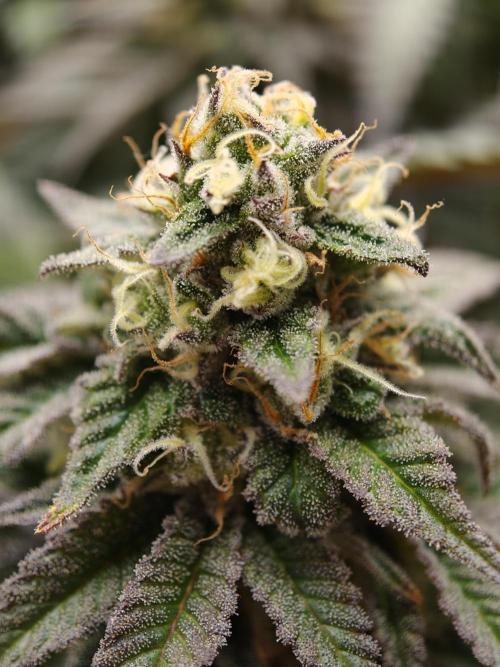 Papaya Stank OSS. Week 14