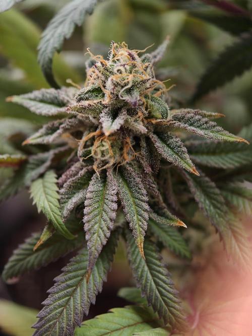 Papaya Stank OSS. Week 14