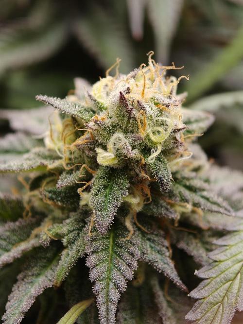 Papaya Stank OSS. Week 14