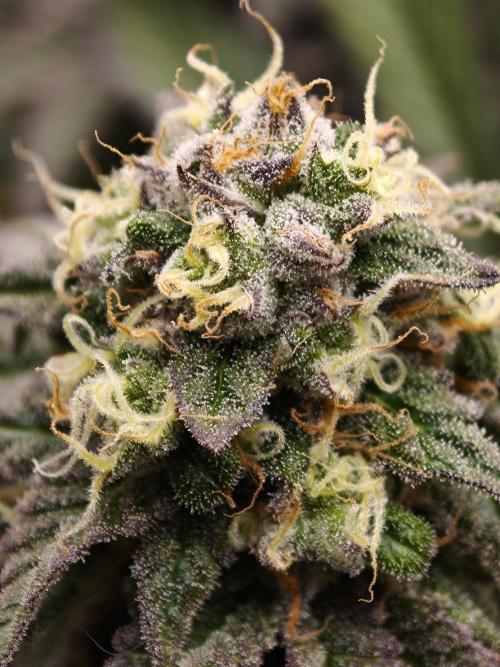 Papaya Stank OSS. Week 14